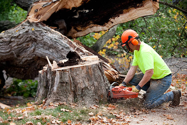 How Our Tree Care Process Works  in  Ellijay, GA