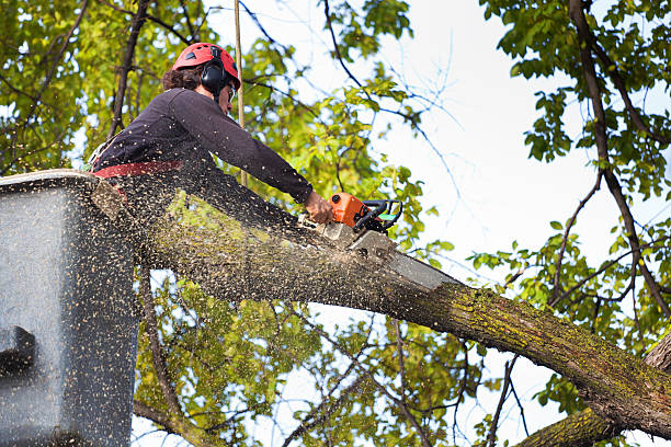 Best Lawn Disease Treatment  in Ellijay, GA